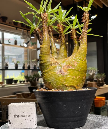 パキポディウム グラキリス　Pachypodium gracilius 　発根済　(gk-473)