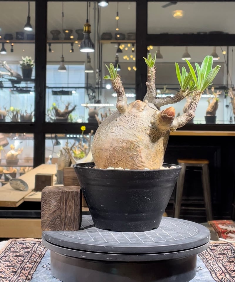 パキポディウム グラキリス Pachypodium gracilius 発根済 (gk-22