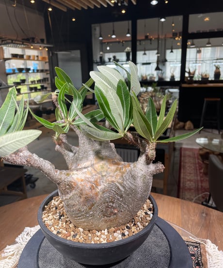 パキポディウム グラキリス　Pachypodium gracilius 　発根済　(gk-306)