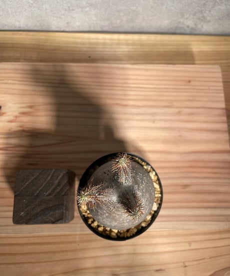パキポディウム グラキリス　Pachypodium gracilius 　発根済　(商品番号gk-40)
