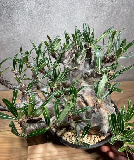 パキポディウム グラキリス　Pachypodium gracilius 　発根済　(商品番号gk-66)