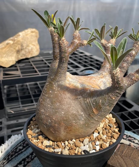 パキポディウム グラキリス　Pachypodium gracilius 　発根済　(gk-416)