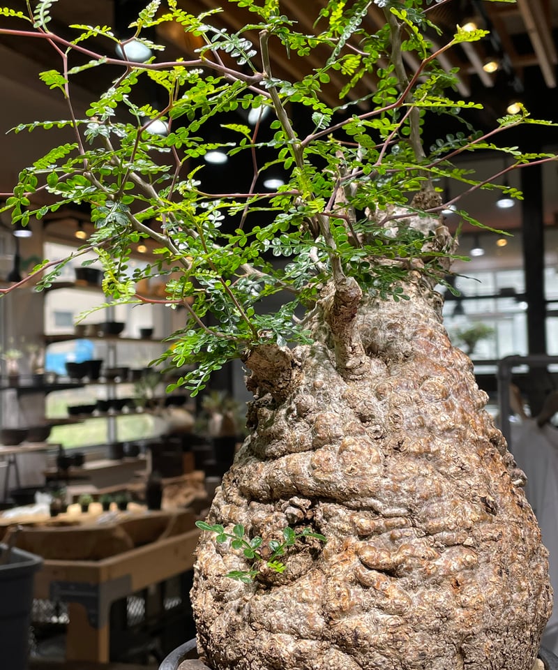 オペルクリカリア パキプス／Operculicarya pachypus 発根済 (商品番号P