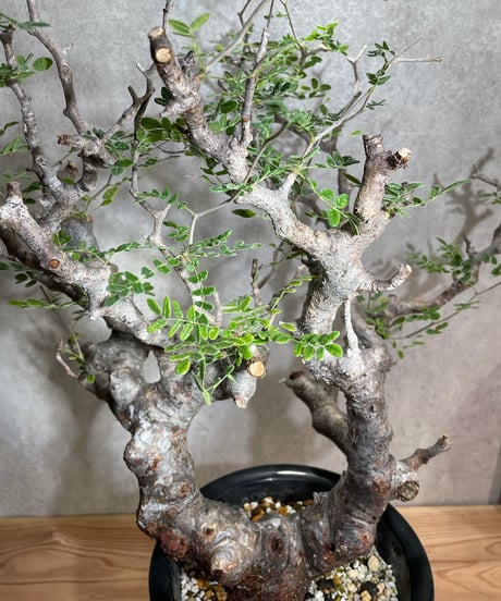 コミフォラ モンストローサ /Commiphora monstrosa　発根済　 (幹幅約6.5cm)　(商品番号mr-14)