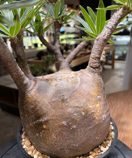 パキポディウム グラキリス　Pachypodium gracilius 　発根済　(gk-477)