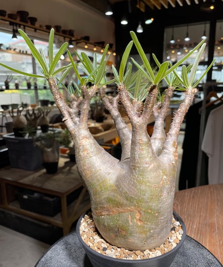 パキポディウム グラキリス　Pachypodium gracilius 　発根済　(gk-532)