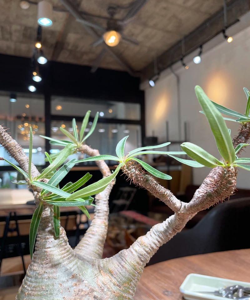 パキポディウム グラキリス Pachypodium gracilius 発根済 (gk-41