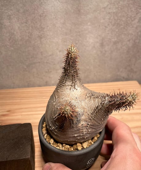 パキポディウム グラキリス　Pachypodium gracilius 　発根済　(商品番号gk-43valiem)  VALIEM 　BOWL　sizeXS　(VALIEM巾着、タグ付き)