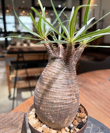 パキポディウム グラキリス　Pachypodium gracilius 　発根済　(gk-378)