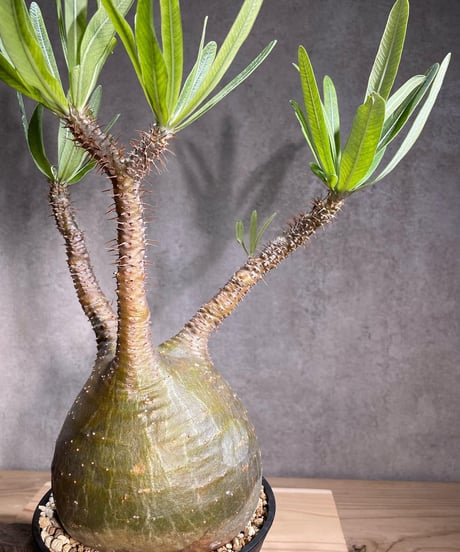 パキポディウム グラキリス　Pachypodium gracilius 　発根済　(商品番号gk-85)