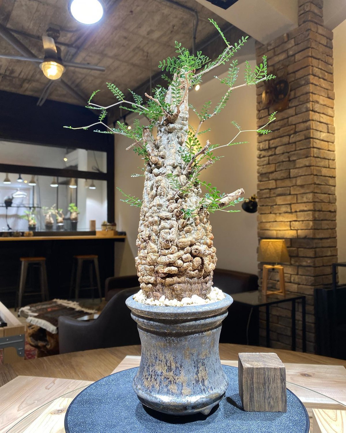 ボコ肌！オペルクリカリア パキプス 現地株 pachypus オペルクリカリア パキプス／Operculicarya pachypus 発根済