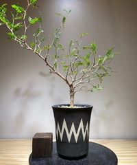 パキプス ベアルート sample画像 【注意事項】 | RISE-CAUDEX