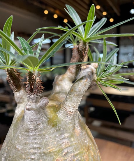 パキポディウム グラキリス　Pachypodium gracilius 　発根済　(gk-241)