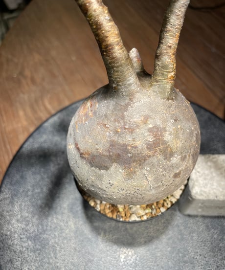 パキポディウム グラキリス　Pachypodium gracilius 　発根済　(gk-522）