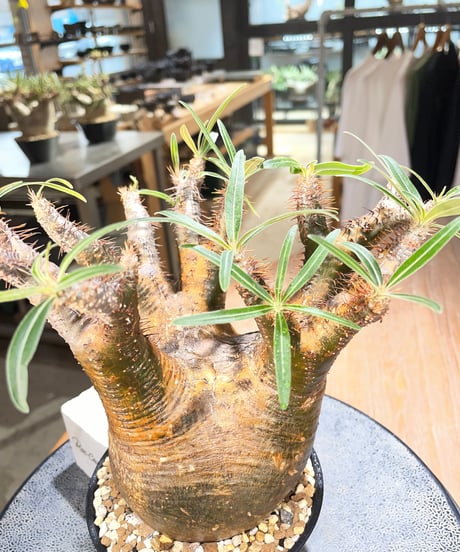 パキポディウム グラキリス　Pachypodium gracilius 　発根済　(gk-566)