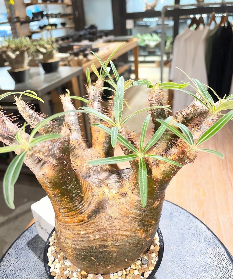 パキポディウム グラキリス Pachypodium gracilius 発根済 (gk-56