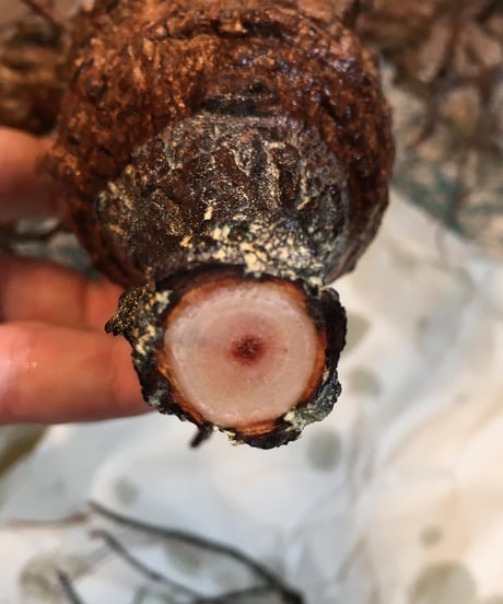オペルクリカリア パキプス／Operculicarya pachypus　発根済　手乗りサイズ (塊根幅約6.5cm)　(商品番号PP-35)