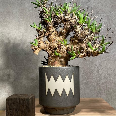 チレコドンレティキュラータス | STORES