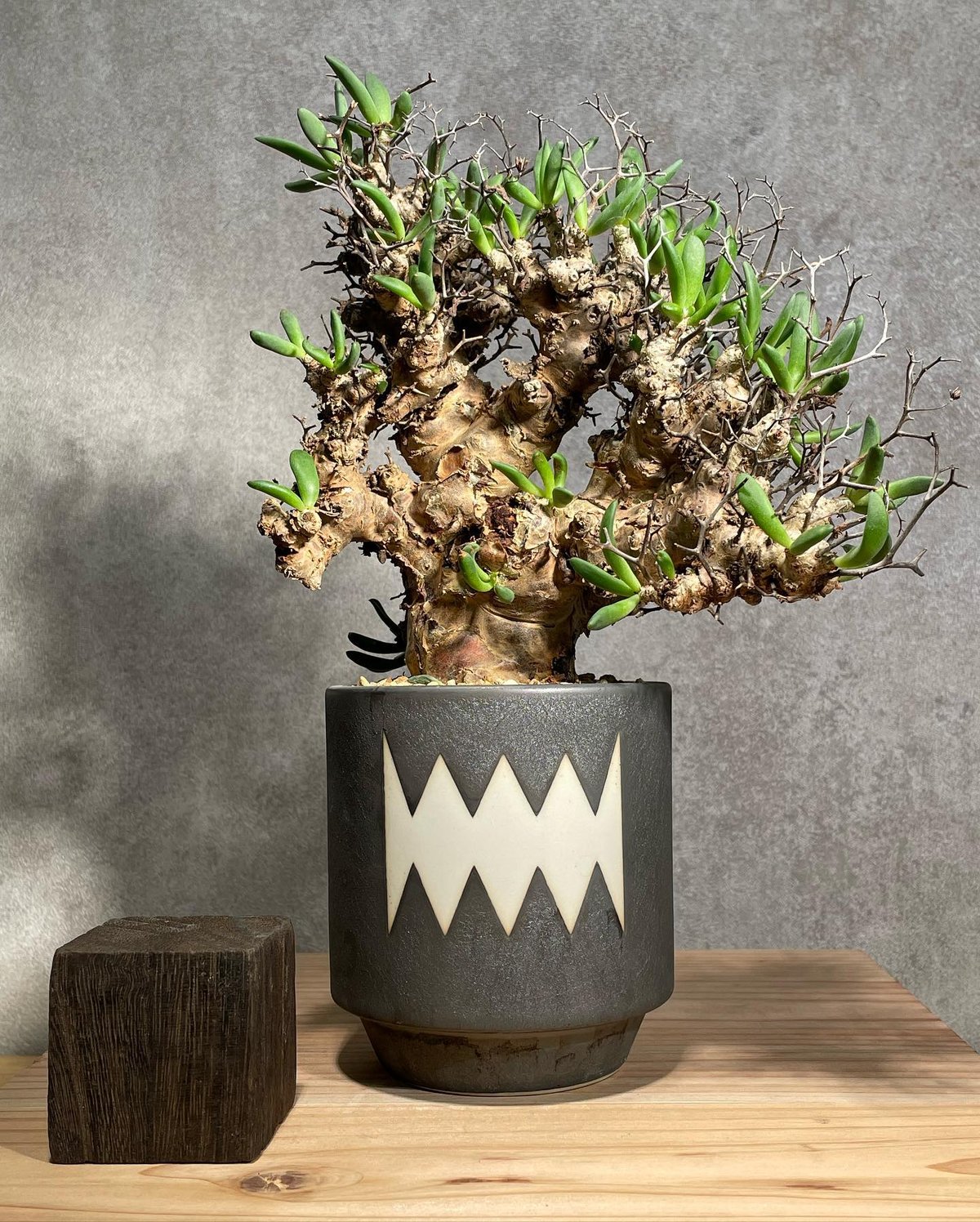 チレコドン レティキュラータス Tylecodon reticulatus 万物想