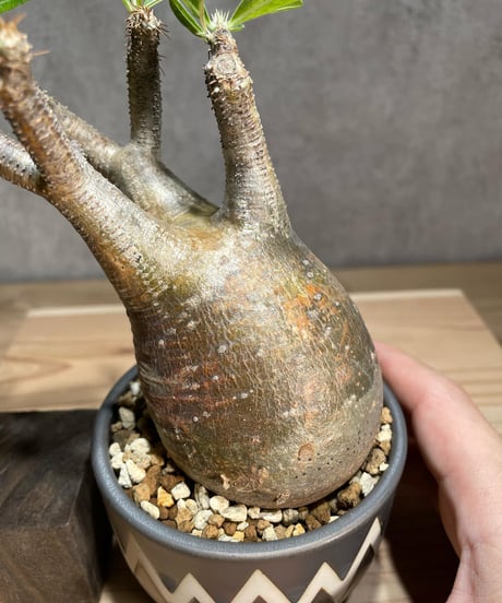 パキポディウム グラキリス　Pachypodium gracilius 　発根済　(商品番号gk-80valiem)  VALIEM 　(VALIEMタグ付き)