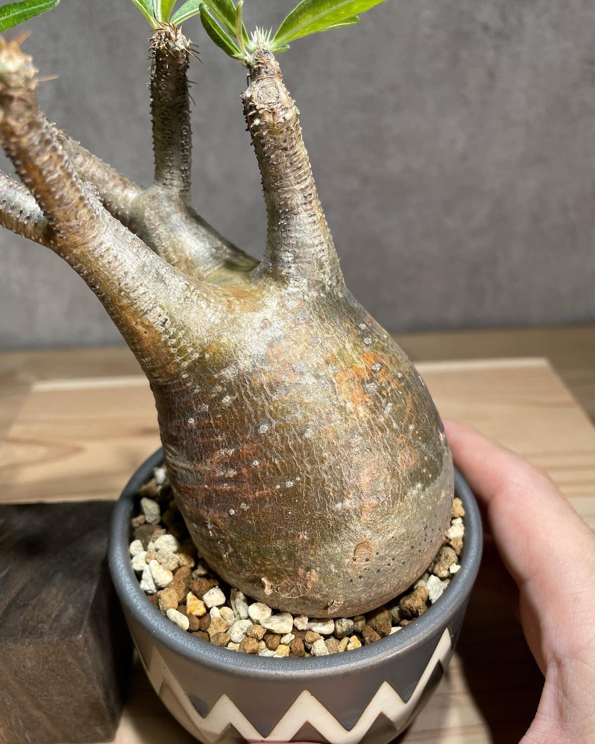 パキポディウム グラキリス Pachypodium gracilius 発根済 (商品