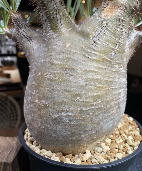 パキポディウム グラキリス　Pachypodium gracilius 　発根済　(商品番号gk-170）