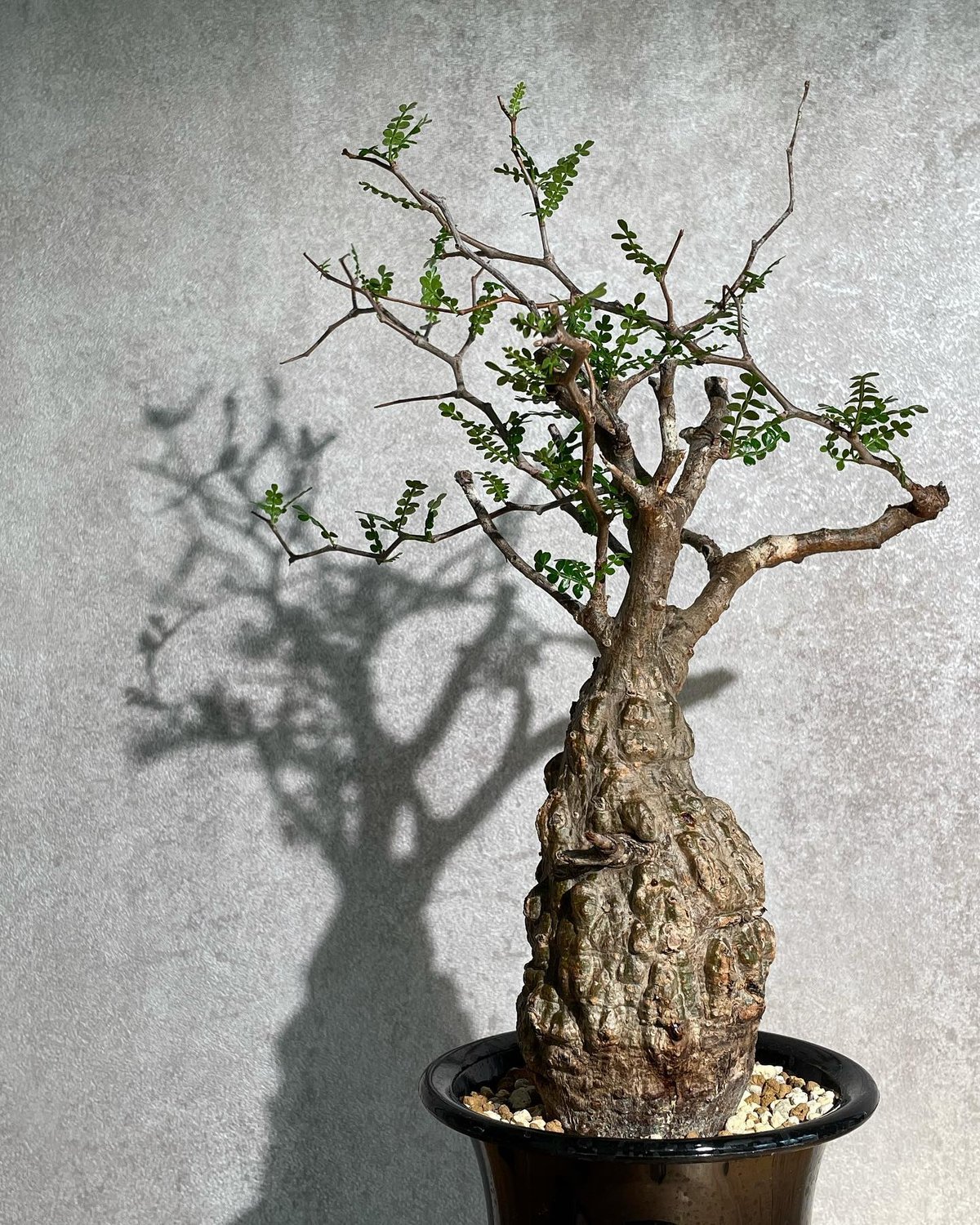 オペルクリカリア パキプス／Operculicarya pachypus 発根済 (塊根幅