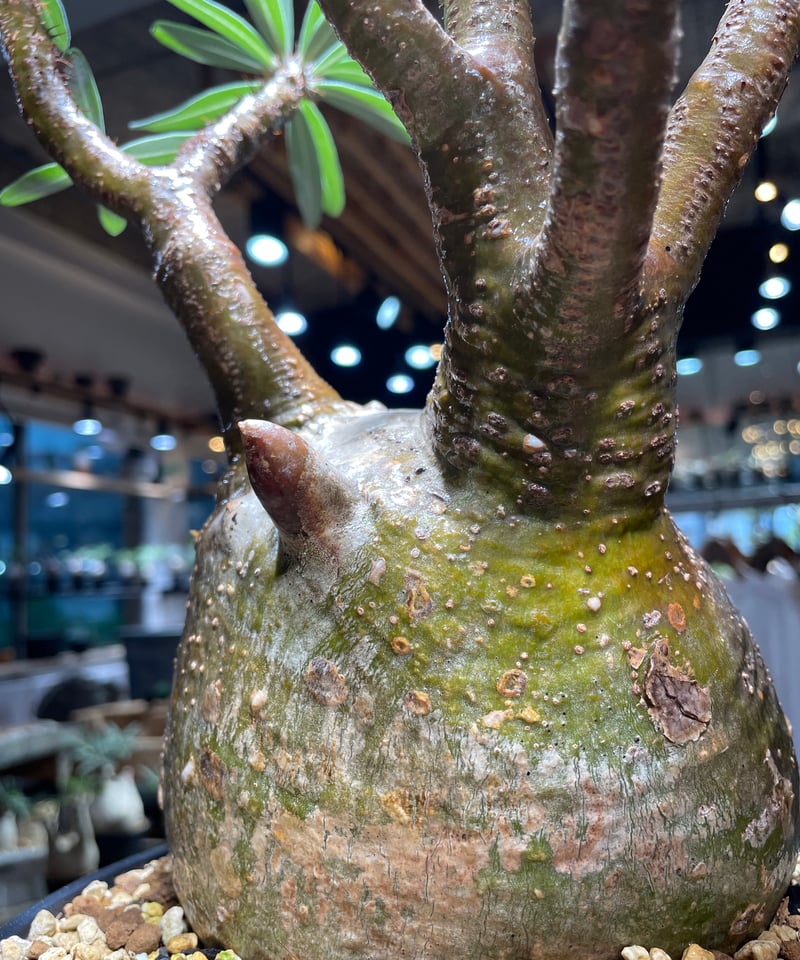 パキポディウム グラキリス Pachypodium gracilius ① パキポディウム グラキリス Pachypodium gracilius 発根済 (gk-31