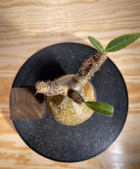 パキポディウム グラキリス　Pachypodium gracilius 　発根済　(商品番号gk-129valiem)VALIEM  (VALIEMタグ付き)