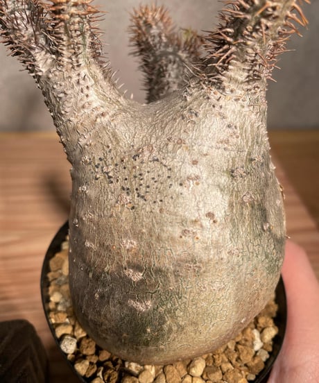 パキポディウム グラキリス　Pachypodium gracilius 　発根済　(商品番号gk-35)
