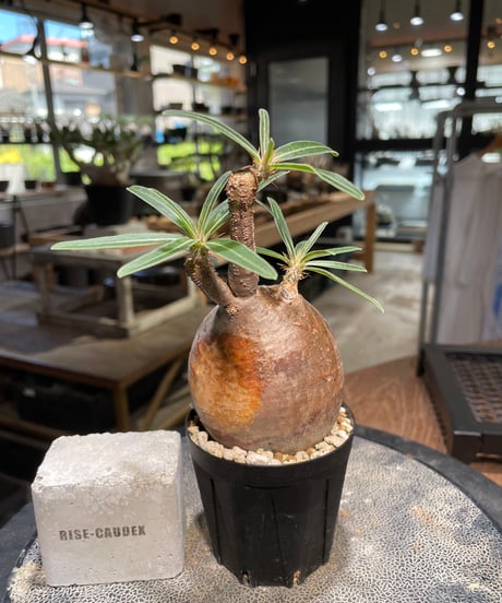 パキポディウム グラキリス　Pachypodium gracilius 　発根済　(gk-501）