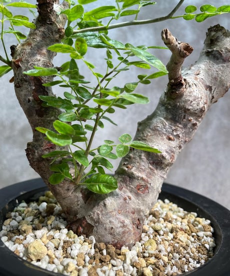 コミフォラ モンストローサ /Commiphora monstrosa　発根済　 (幹幅約5cm)　(商品番号mr-13)