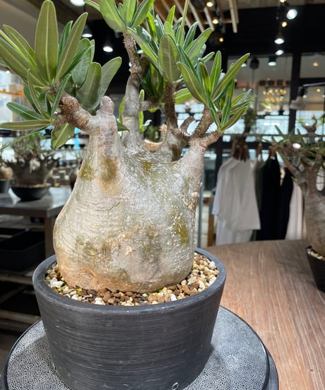 パキポディウム グラキリス　Pachypodium gracilius 　発根済　(gk-563)