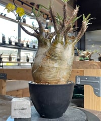 ドルステニアギガス（発根済） D.I.P.鉢付き