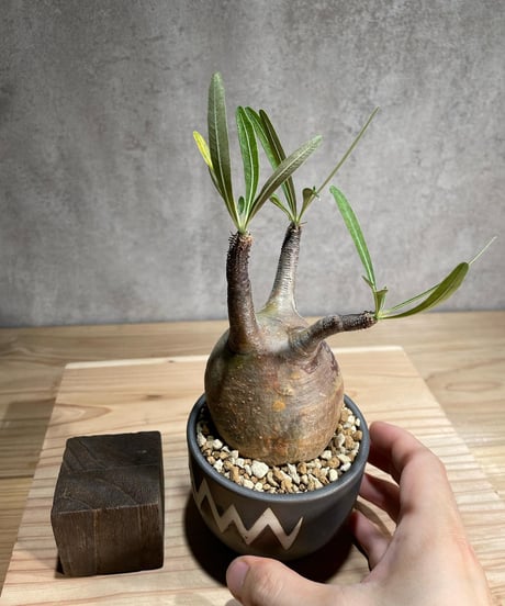 パキポディウム グラキリス　Pachypodium gracilius 　発根済　(商品番号gk-81valiem)  VALIEM 　(VALIEMタグ付き)
