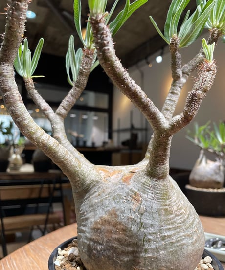 パキポディウム グラキリス　Pachypodium gracilius 　発根済　(gk-372)