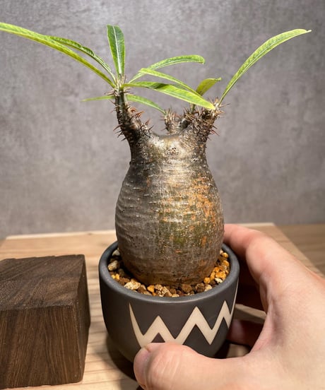 パキポディウム グラキリス　発根済　※背面現地傷跡あり　(商品番号gk-59valiem)  VALIEM 　BOWL　sizeXS　(VALIEMタグ付き)