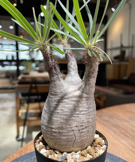 パキポディウム グラキリス　Pachypodium gracilius 　発根済　(gk-376)