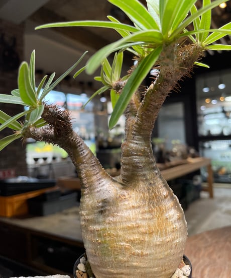 パキポディウム グラキリス　Pachypodium gracilius 　発根済　(gk-487)