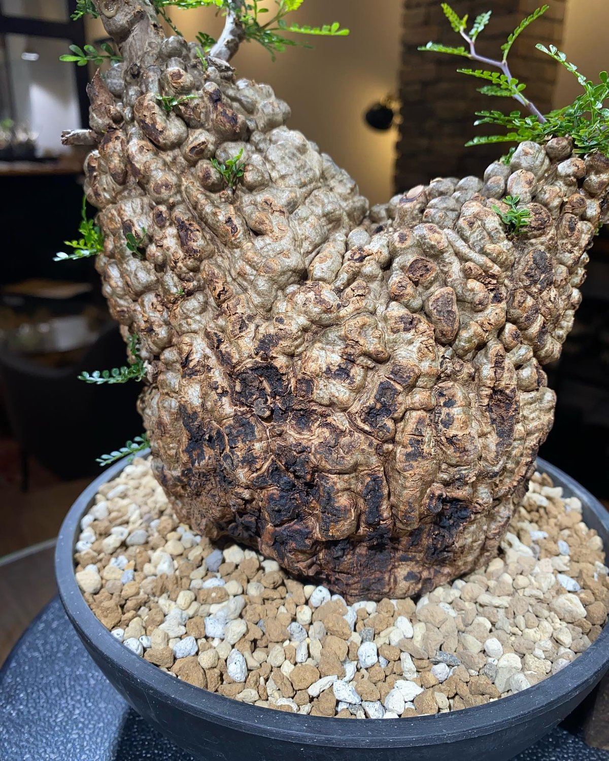 オペルクリカリア パキプス／Operculicarya pachypus 発根済 (商品番号P