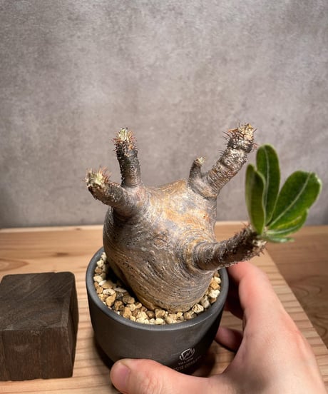 パキポディウム グラキリス　Pachypodium gracilius 　発根済　(商品番号gk-51valiem)  VALIEM 　BOWL　sizeS　(VALIEMタグ付き)