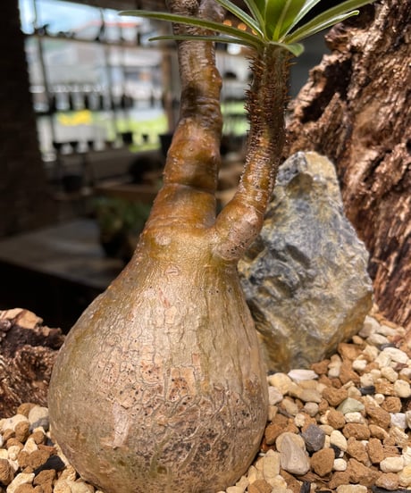 パキポディウム グラキリス　Pachypodium gracilius 　発根済　(gk-480)