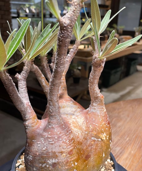 パキポディウム グラキリス　Pachypodium gracilius 　発根済　(gk-456）