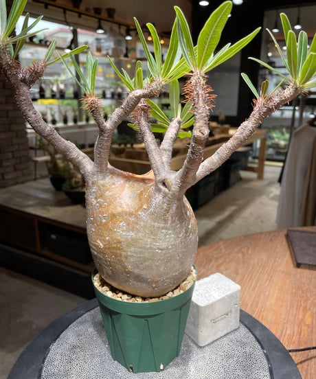 パキポディウム グラキリス　Pachypodium gracilius 　発根済　(gk-465)