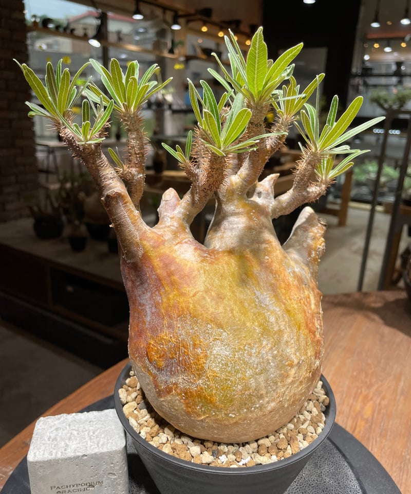 パキポディウム グラキリス Pachypodium gracilius 発根済 (gk-26