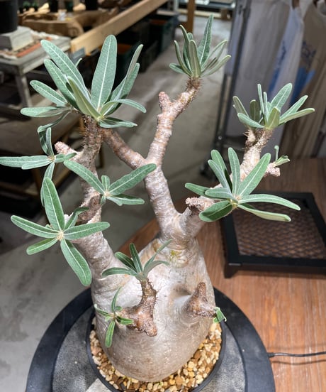 パキポディウム グラキリス　Pachypodium gracilius 　発根済　(gk-498）