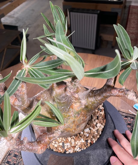 パキポディウム グラキリス　Pachypodium gracilius 　発根済　(gk-307)