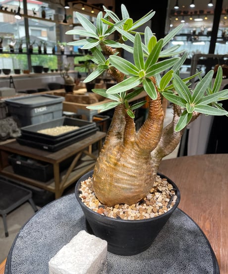 パキポディウム グラキリス　Pachypodium gracilius 　発根済　(gk-436)