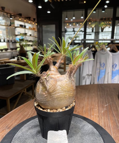 パキポディウム グラキリス　Pachypodium gracilius 　発根済　(gk-439）
