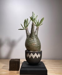 パキポディウム グラキリス　Pachypodium gracilius 　発根済　(商品番号gk-126valiem)VALIEM  (VALIEMタグ付き)